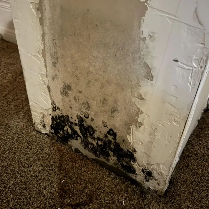 Professional Mold Removal in South Roxana, IL